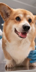 plano pet